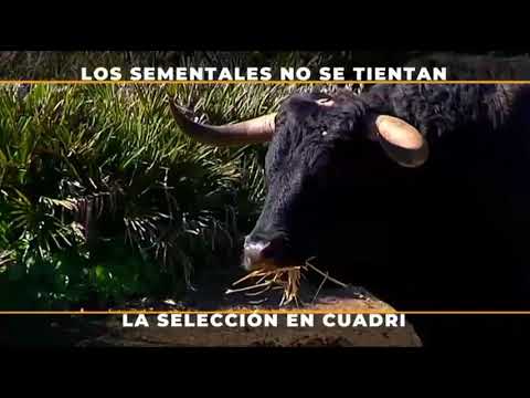 Juan de Castilla abre la temporada 2026 en Madrid con encierro de Celestino Cuadri