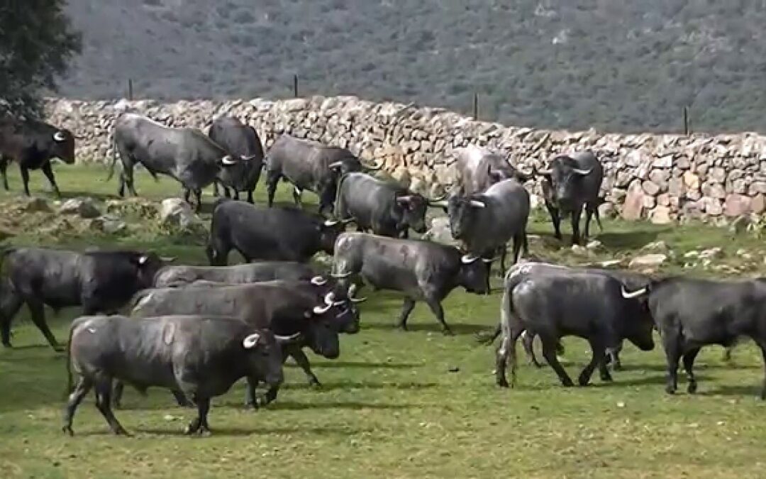Es  preciso conservar el toro de lidia; prohibir corridas significará su extinción, advierten