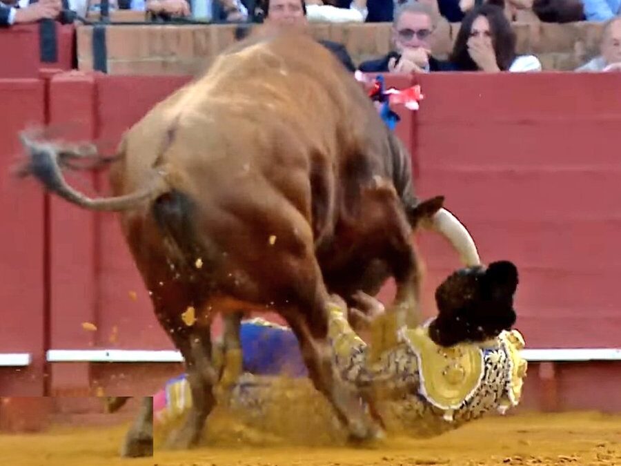 Morante arrollado por el cuarto. Pronóstico muy grave por cornada en el glúteo. El toro embestía por arreones. Borja se deja la puerta del príncipe por la espada y sale por la principal. Gran faena al sexto