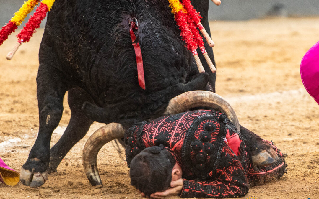 Un novillero destaca en Las Ventas y un subalterno, herido