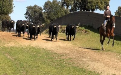 Acho se blinda en materia de encierros para evitar sorpresas y reseña San Lorenzo y La Ventana del Puerto