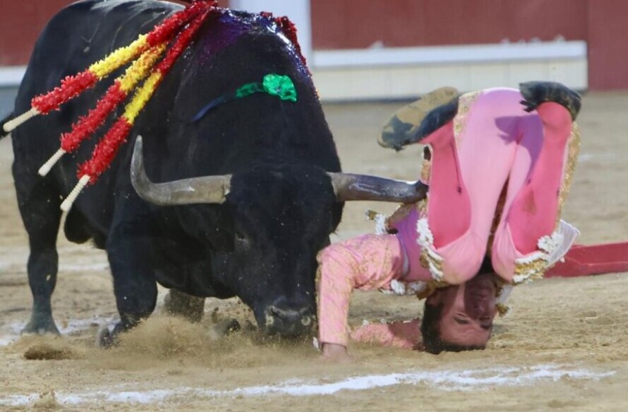 damiman de cabeza