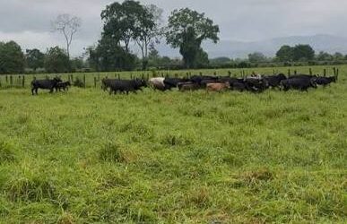 El orìgen colombiano (Gonzalez Piedrahita) de un toro de vacas , «Refràn» de los Aranguez lidiado en Tovar