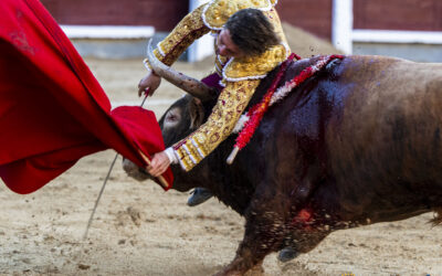 Una grave cornada en el tercero trunca la encerrona de Álvaro Serrano en Madrid. «LLegò gritando de dolor a la enfermerìa» , contò el Dr Màximo Garcìa. Parte mèdico