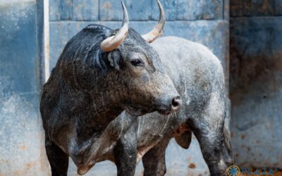 Los victorinos en Las Ventas