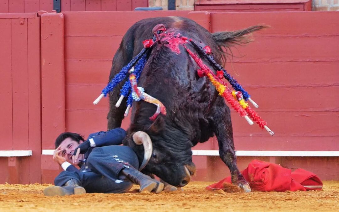 El Festival tuvo su momento de apuro con  la cornada a Talavante. Farley Betancourt recogiò varios momentos